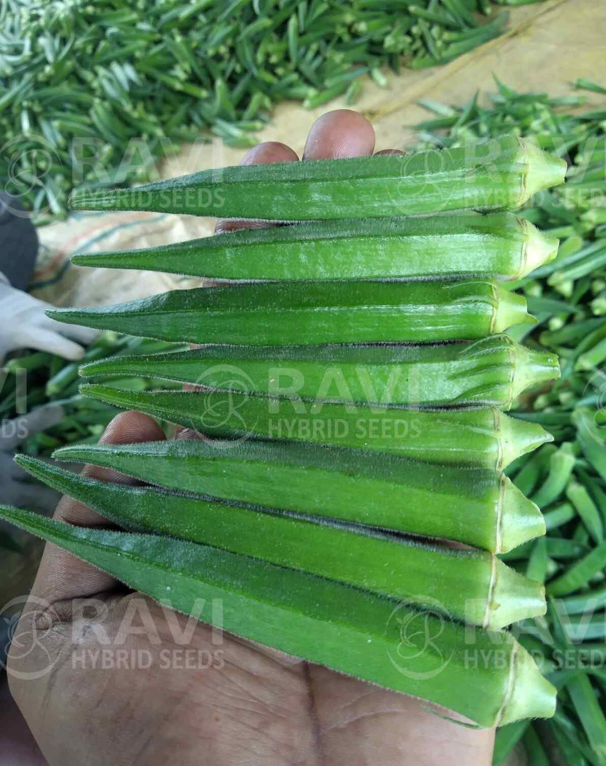 RHS2025 Ravi Hybrid Seeds